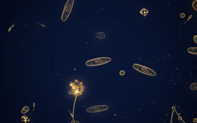 Pond jar simulation